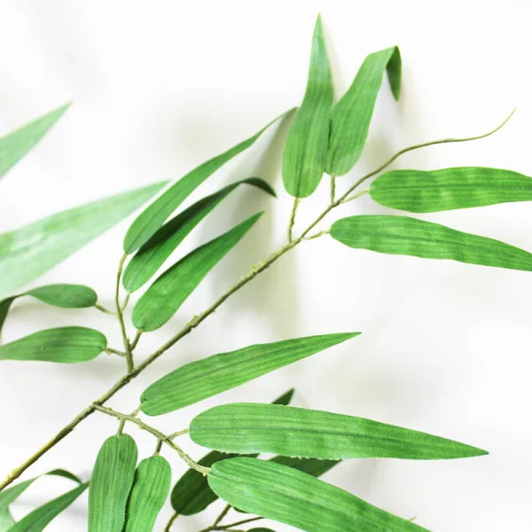 バンブーツリー(笹竹)