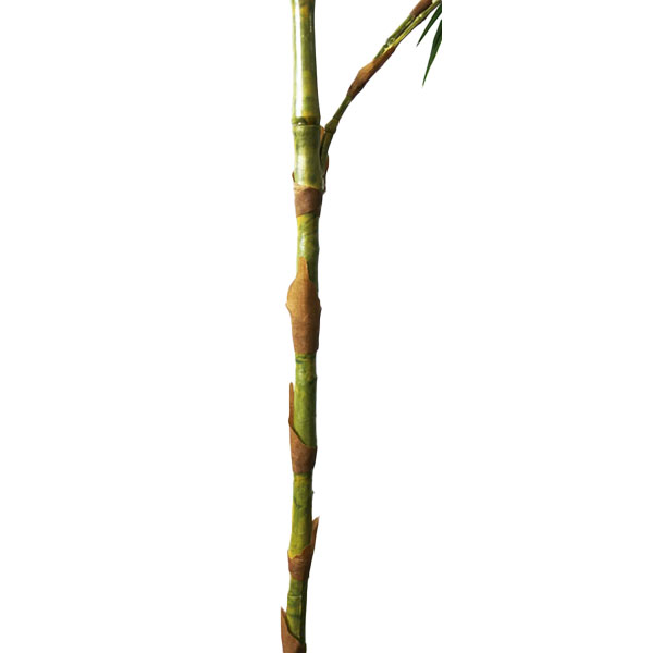 バンブーツリー(笹竹)