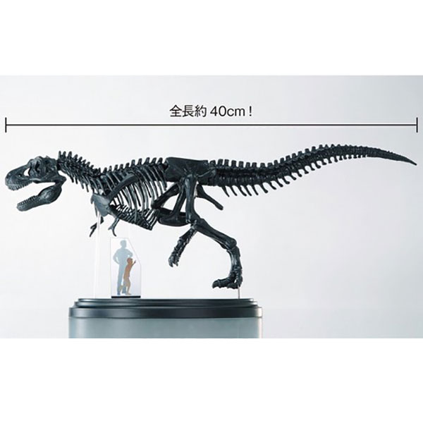 ティラノサウルス骨格模型＆ポスター