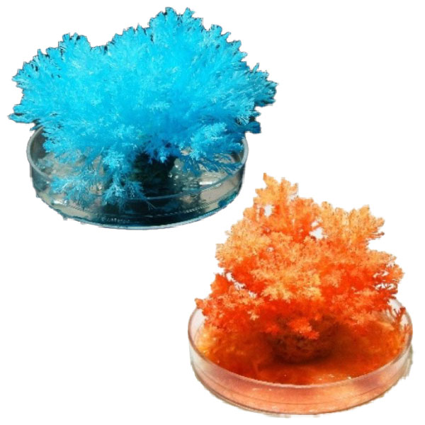 結晶で作る！サンゴ礁モデルキット